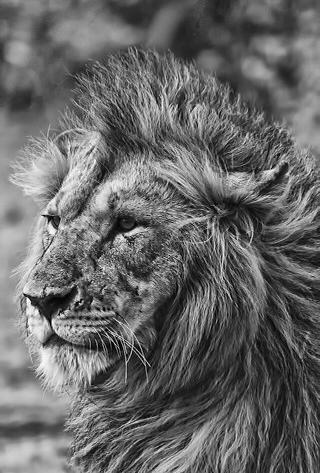 عکس شیر پس زمینه
