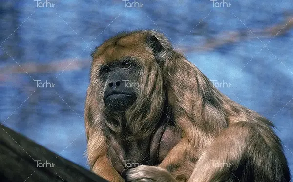 عکس شامپانزه عروسکی
