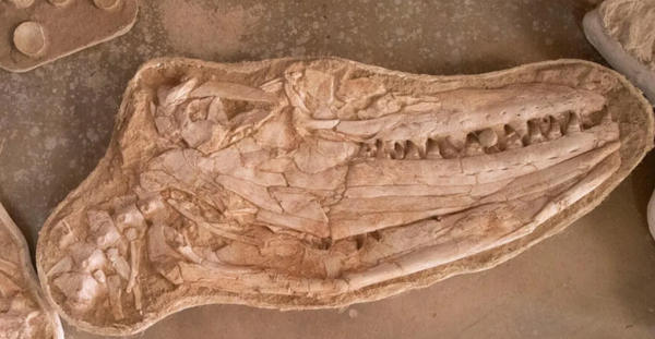 عکس عروسی مارمولک