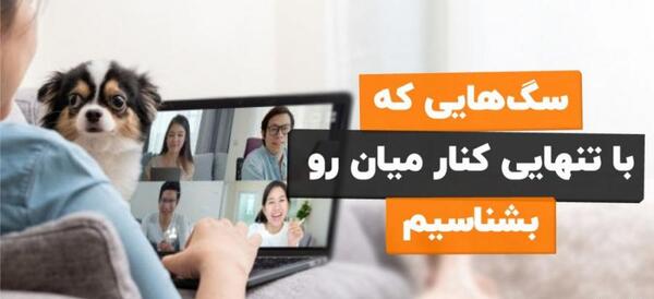 عکس سگ فانتزی پشمالو