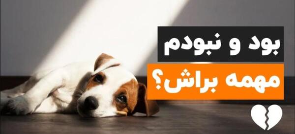 عکس سگ فانتزی پشمالو