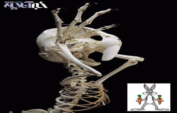 عکس اسکلت برقی