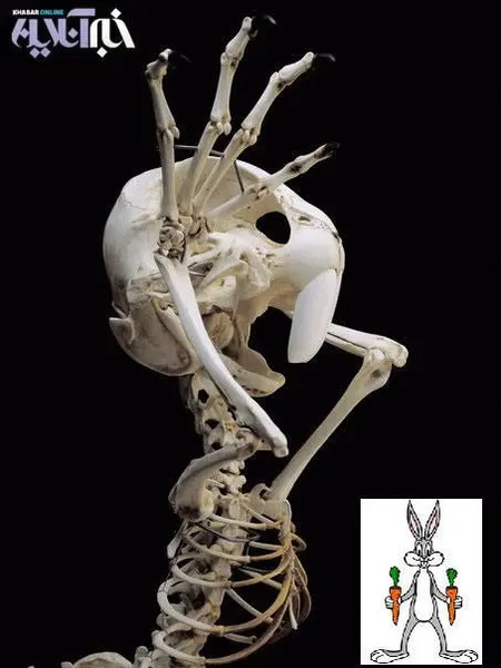 عکس اسکلت برقی