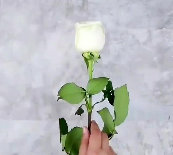 عکس روسری لری گلونی