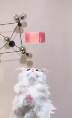 عکس طاووس زشت