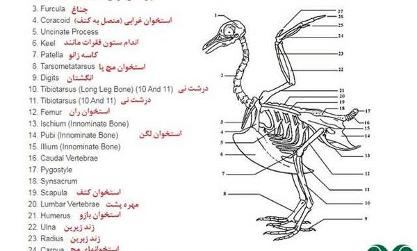 عکس اسکلت پرندگان