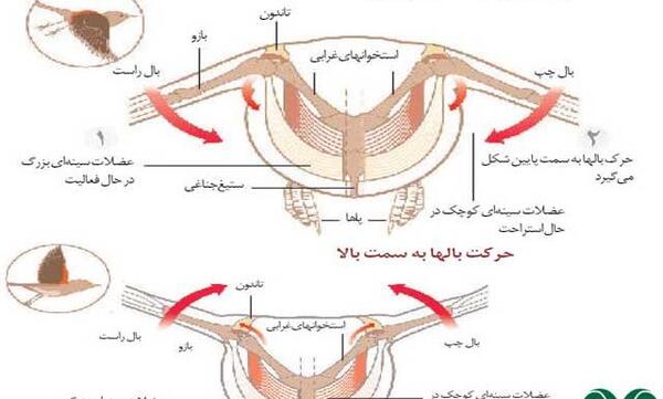 عکس اسکلت پرندگان