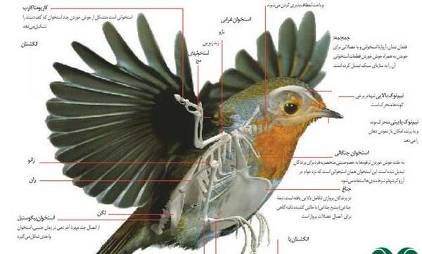 عکس اسکلت پرندگان