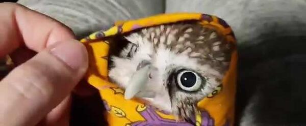 عکس جوجه ی جغد