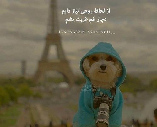 عکس پروفایل واتساپ سگ
