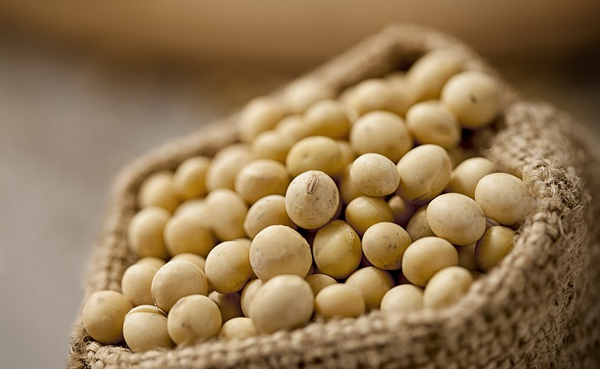 عکس سویا دامی