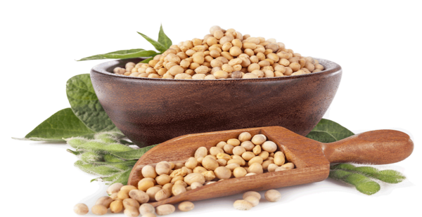 عکس سویا دامی