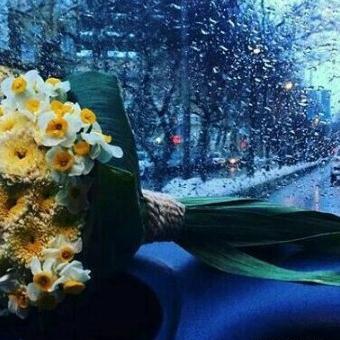عکس گل نرگس جلو ماشین