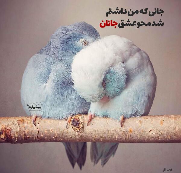 عکس نوشته عاشقانه قربون صدقه