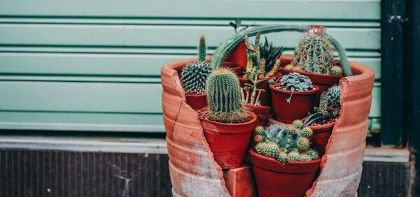 عکس کاکتوس انیمیشنی