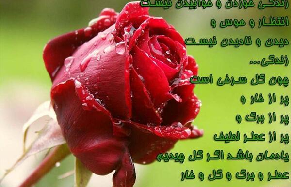 عکس نوشته گل نسرین