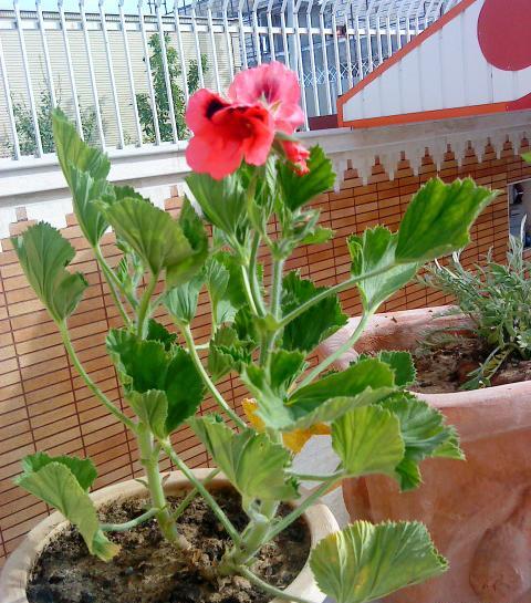 عکس نوشته گل نسرین