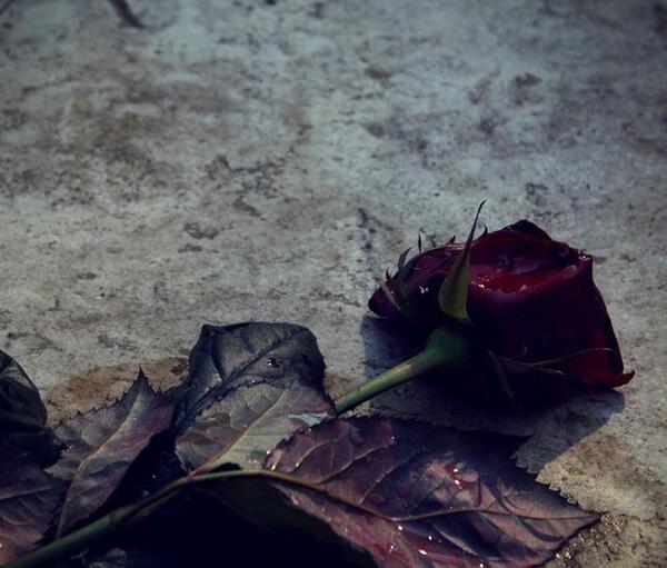 عکس نوشته گل نسرین