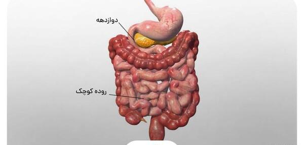 عکس توی شکم انسان