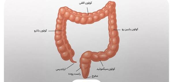 عکس توی شکم انسان