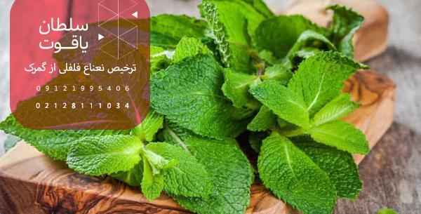 عکس نعناع فلفلی