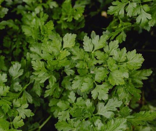 عکس نعناع فلفلی