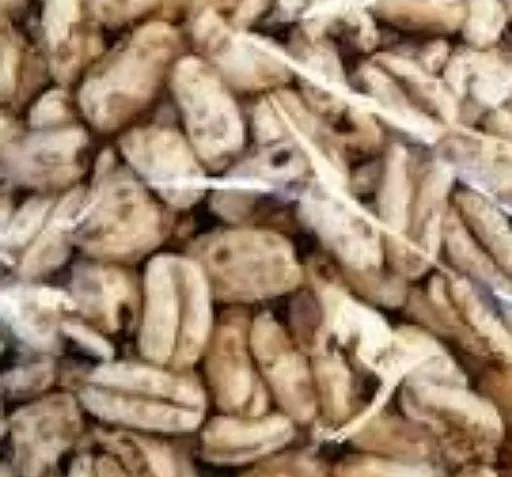 عکس شیرین گندمک