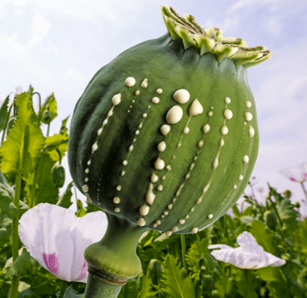 عکس گیاه تریاک