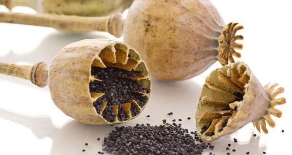 عکس گیاه تریاک