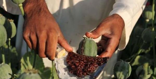 عکس گیاه تریاک