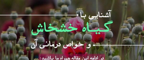 عکس گیاه تریاک