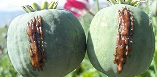 عکس گیاه تریاک