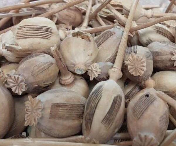 عکس گیاه تریاک