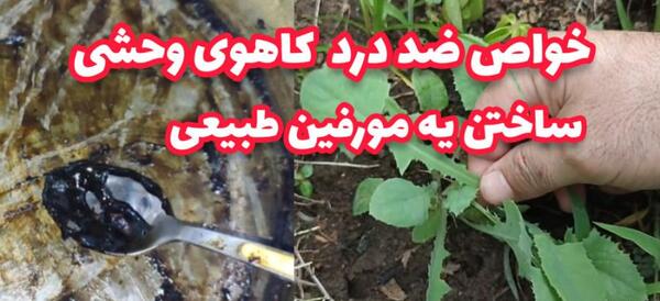 عکس گیاه تریاک