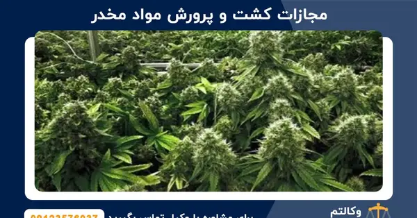 عکس گیاه تریاک