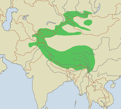 عکس یوز پلنگ برفی