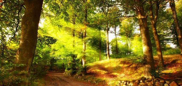 عکس طلوع افتاب پاییزی