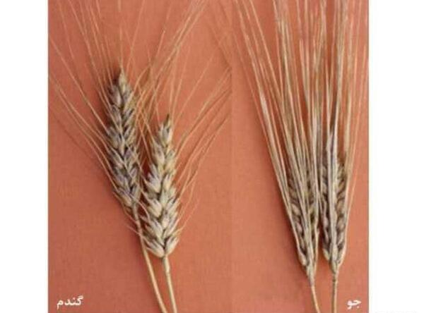 عکس دانه جو و گندم