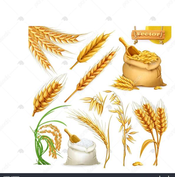 عکس دانه جو و گندم
