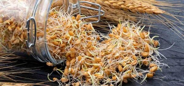 عکس دانه جو و گندم