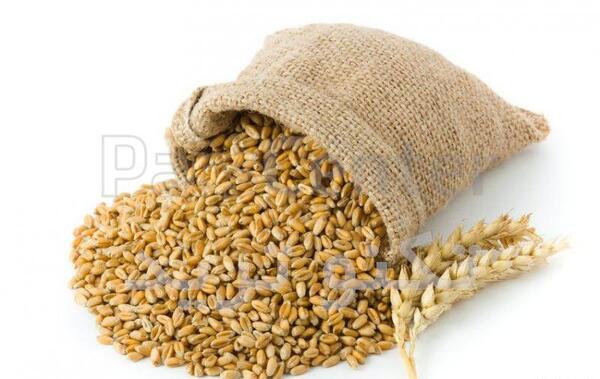 عکس دانه جو و گندم