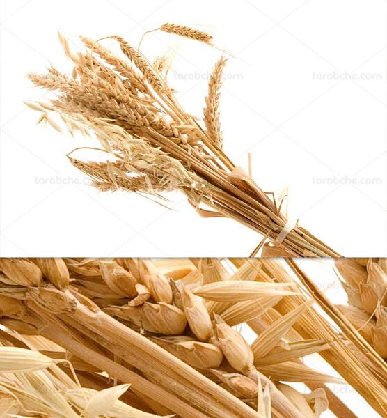 عکس دانه جو و گندم
