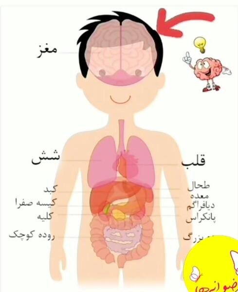 عکس ساختمان داخلی بدن انسان