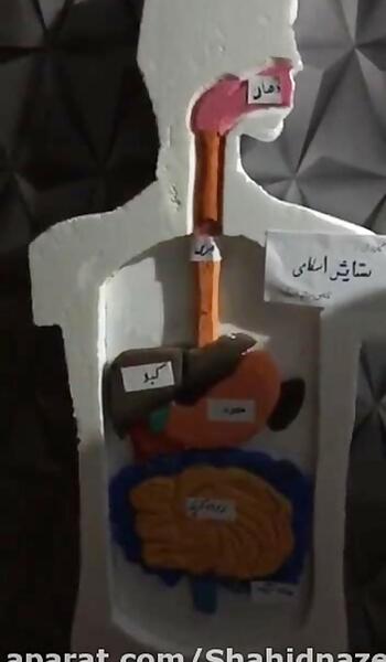 عکس ساختمان داخلی بدن انسان