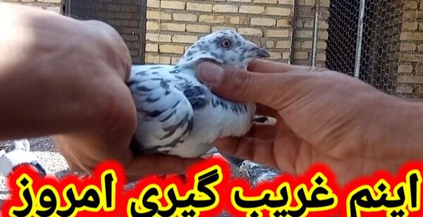 عکس پشه کبوتر