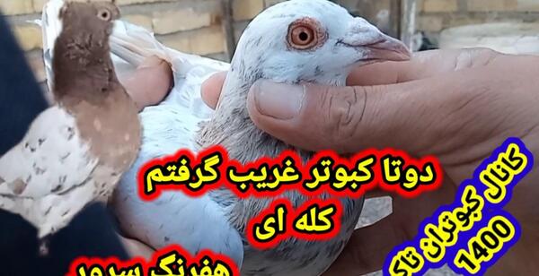 عکس پشه کبوتر