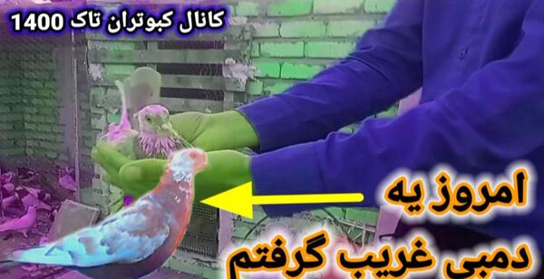 عکس پشه کبوتر