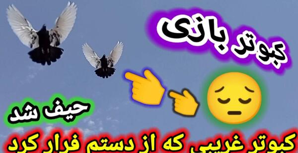 عکس پشه کبوتر