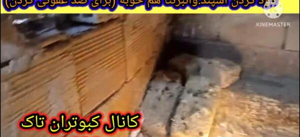 عکس پشه کبوتر