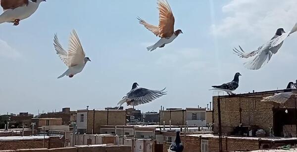 عکس پشه کبوتر